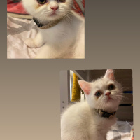 Scottish Fold, Kedi  Pamuk fotoğrafı