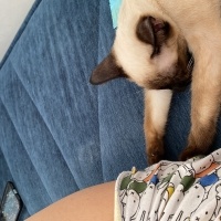 Siyam Kedisi, Kedi  Lidya fotoğrafı