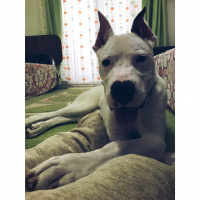 Dogo Arjantin, Köpek  Robin fotoğrafı
