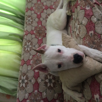 Dogo Arjantin, Köpek  Robin fotoğrafı