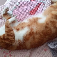 Sarman, Kedi  Sarman fotoğrafı
