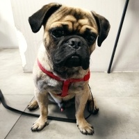 Pug, Köpek  VOSSEN fotoğrafı