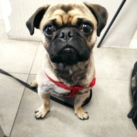 Pug, Köpek  VOSSEN fotoğrafı