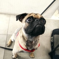 Pug, Köpek  VOSSEN fotoğrafı