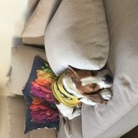 Beagle, Köpek  Bonny fotoğrafı