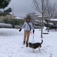 Beagle, Köpek  Bonny fotoğrafı