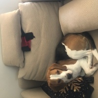 Beagle, Köpek  Bonny fotoğrafı