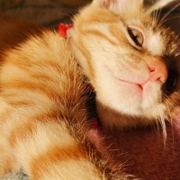 Sarman, Kedi  Güneş fotoğrafı