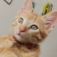 Sarman, Kedi  Güneş fotoğrafı