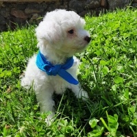 Maltese, Köpek  Harman fotoğrafı