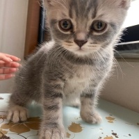British Shorthair, Kedi  Kontes fotoğrafı