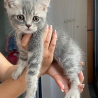 British Shorthair, Kedi  Kontes fotoğrafı