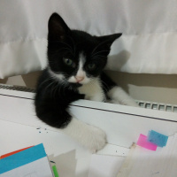 Bombay, Kedi  Fikret fotoğrafı