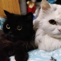 İran Kedisi (Persian), Kedi  vino fotoğrafı