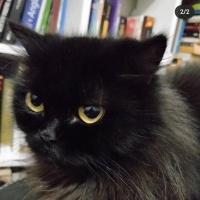 İran Kedisi (Persian), Kedi  samara fotoğrafı