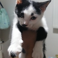 Tuxedo (Smokin) Kedi, Kedi  Prenses ve 3 cüce fotoğrafı
