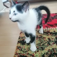 Tuxedo (Smokin) Kedi, Kedi  Prenses ve 3 cüce fotoğrafı