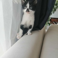 Tuxedo (Smokin) Kedi, Kedi  Prenses ve 3 cüce fotoğrafı