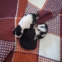 Tuxedo (Smokin) Kedi, Kedi  Prenses ve 3 cüce fotoğrafı