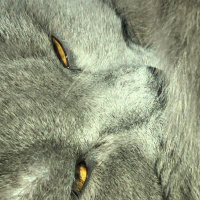British Shorthair, Kedi  Duman fotoğrafı