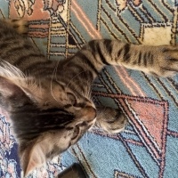Tekir Kedi, Kedi  Mercimek fotoğrafı