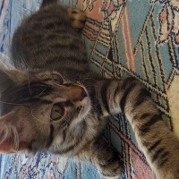 Tekir Kedi, Kedi  Mercimek fotoğrafı