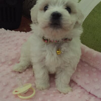 Maltese, Köpek  ❤ Linda ❤ fotoğrafı