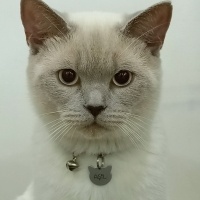 British Shorthair, Kedi  AŞİL fotoğrafı