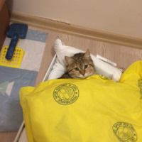 Tekir Kedi, Kedi  Maya fotoğrafı