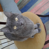 Tekir Kedi, Kedi  Duman fotoğrafı