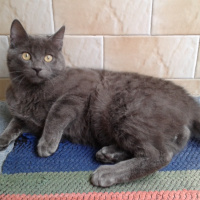 Tekir Kedi, Kedi  Duman fotoğrafı