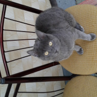 Tekir Kedi, Kedi  Duman fotoğrafı