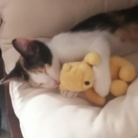 Tekir Kedi, Kedi  Balkız fotoğrafı