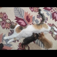 Tekir Kedi, Kedi  Henüz isimlerini koymadım fotoğrafı
