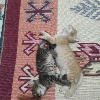 Tekir Kedi, Kedi  Henüz isimlerini koymadım fotoğrafı