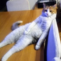 Tekir Kedi, Kedi  zilli fotoğrafı