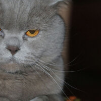 British Shorthair, Kedi  Efe fotoğrafı