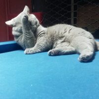 British Shorthair, Kedi  Efe fotoğrafı