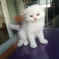 Scottish Fold, Kedi  Maviş fotoğrafı