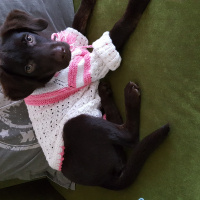 Labrador Retriever, Köpek  Lucy fotoğrafı
