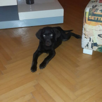 Labrador Retriever, Köpek  Lucy fotoğrafı