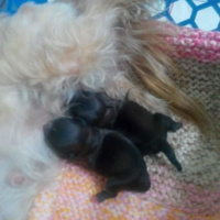 Pekingese, Köpek  mişa fotoğrafı