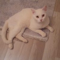 British Shorthair, Kedi  Sütlaç fotoğrafı