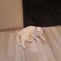 British Shorthair, Kedi  Sütlaç fotoğrafı