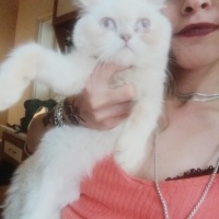 Maltese, Köpek  Gofret fotoğrafı