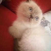 Maltese, Köpek  Gofret fotoğrafı