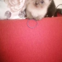 Maltese, Köpek  Gofret fotoğrafı