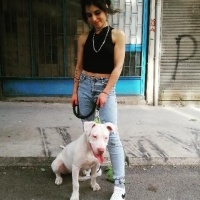 Maltese, Köpek  Gofret fotoğrafı