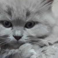 British Longhair, Kedi  Minerva fotoğrafı