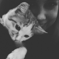 Siyam Kedisi, Kedi  Minnak fotoğrafı